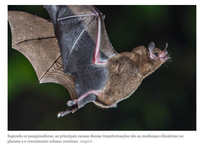 Cientistas descobrem em morcegos novos parasitas atípicos capazes de provocar doenças
