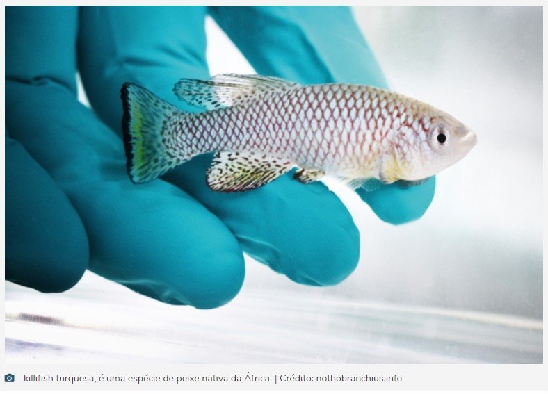 Peixe guarda segredo que pode fazer humanos viverem 400 anos