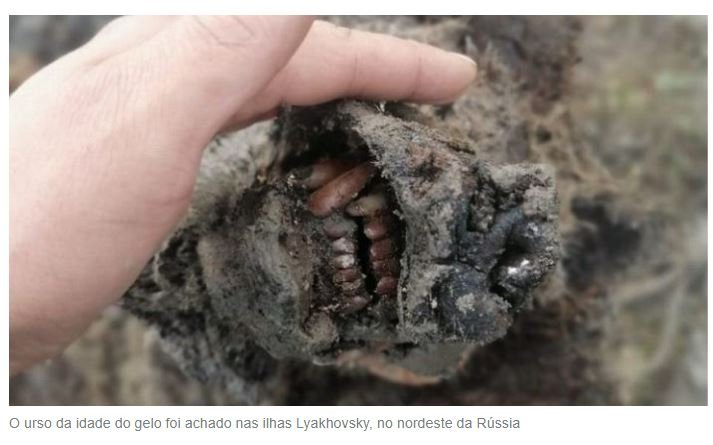 As incríveis imagens do urso da idade do gelo encontrado praticamente intacto na Rússi