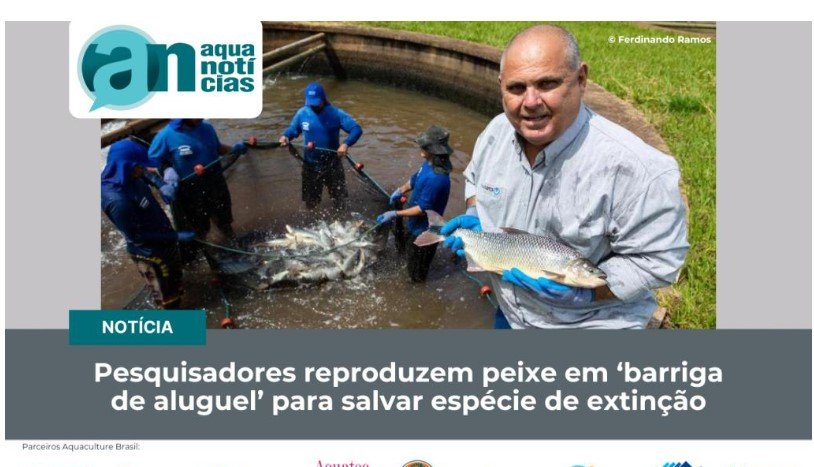 PESQUISADORES REPRODUZEM PEIXE EM ‘BARRIGA DE ALUGUEL’ PARA SALVAR ESPÉCIE DE EXTINÇÃO