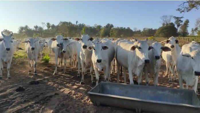 Pecuaristas de MT não precisam mais pagar taxa extra sobre movimentação de gado