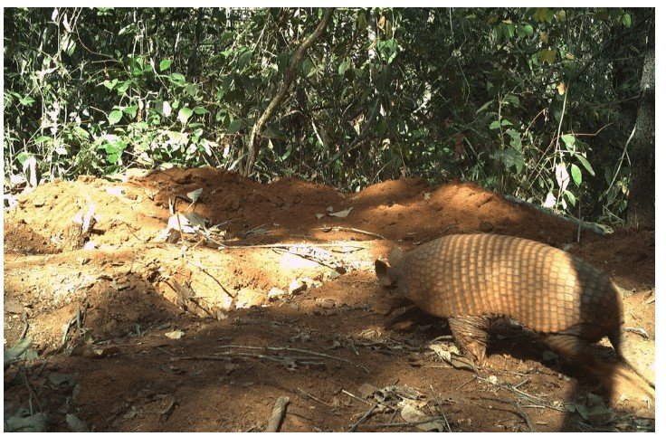 Com focinho de porco e rabo mole, nova espécie de tatu ‘enigmático’ é confirmada no Pantanal