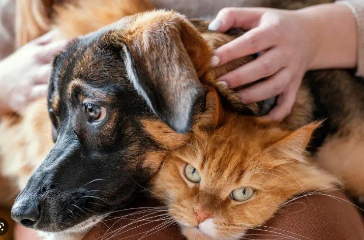 Nova lei proíbe tatuagens e piercings em cães e gatos