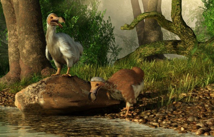 Ressuscitar Dodôs pode não ser boa ideia