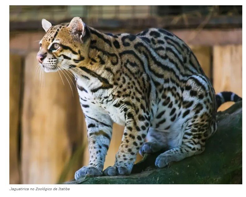 Foi brincar com filhote de jaguatirica e teve uma surpresa