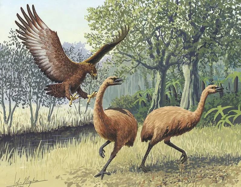Conheça águia-de-haast, maior águia do mundo extinta da Nova Zelândia