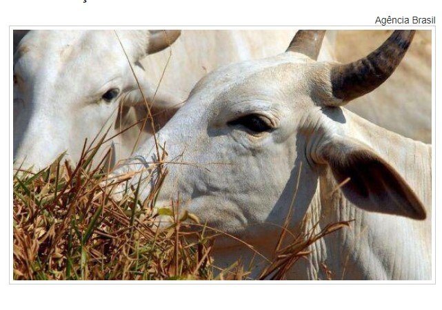 Ministério da Agricultura investiga suspeita de vaca louca, informa Fávaro