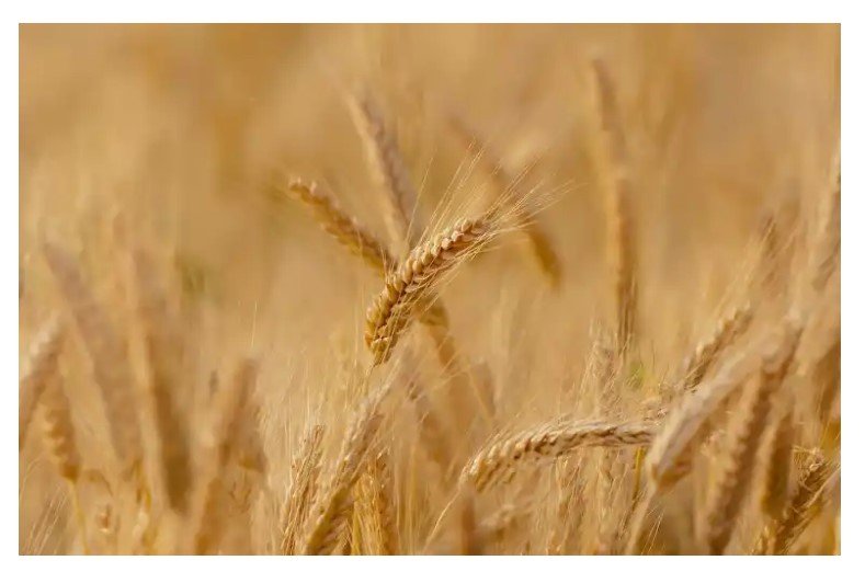 Trigo no Mato Grosso
