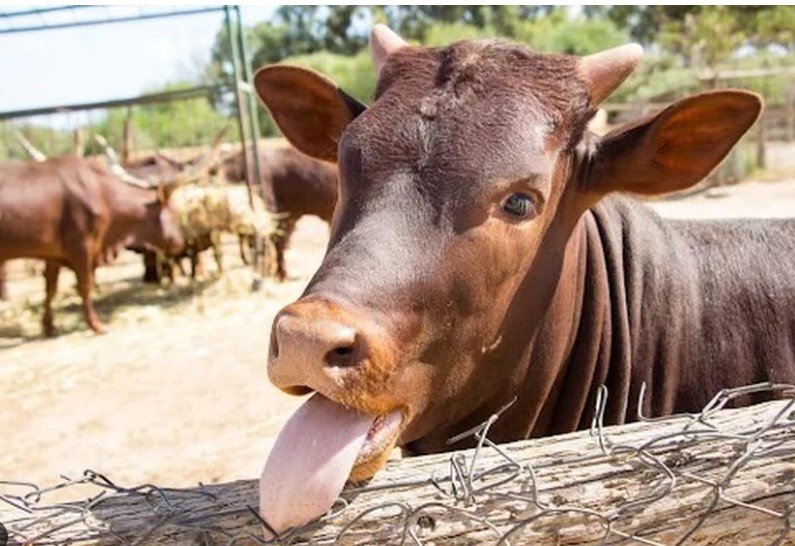 ‘Vaca louca’: Ministério da Agricultura confirma que caso no Pará é atípico