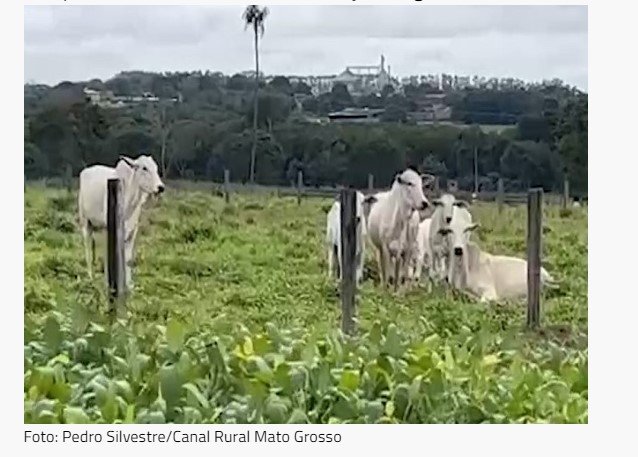 Sistema ILP avança em Marcelândia e desempenho anima agricultores