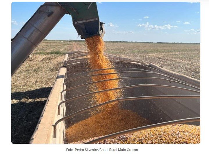 Colheita do milho começa em MT com expectativa de recorde de produção e queda no preço