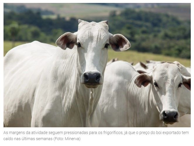 China compra ‘músculo e vende picanha’ e arroba derrete com gado ‘saindo pelo ladrão’