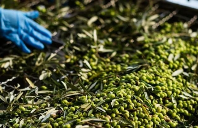 Azeite de oliva brasileiro ganha destaque no mercado nacional e internacional