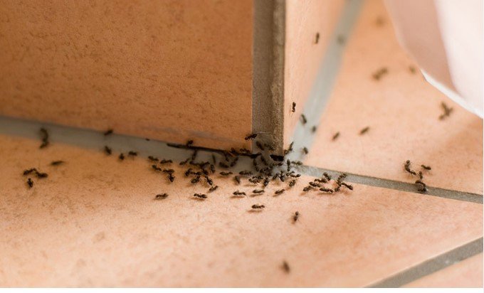 4 medidas simples para você se livrar das formigas em casa!