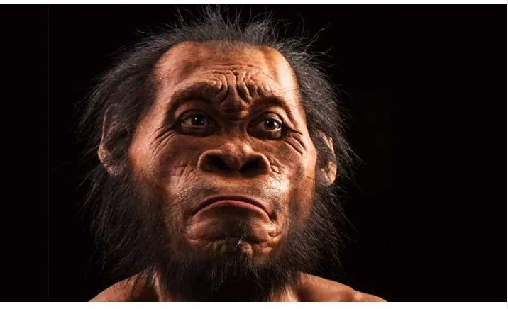 Hominídeo recém-descoberto desafia o que se acredita que nos torna humanos
