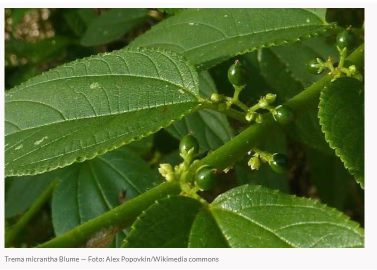 Pesquisadores da UFRJ descobrem canabidiol em planta nativa brasileira
