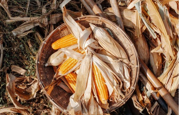 Imea: Comercialização do milho avança no Mato Grosso, mas preços seguem caindo