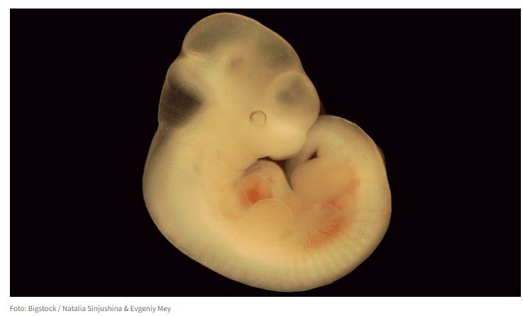 Cientistas criam embrião humano 'sintético' sem usar espermatozoide nem óvulo