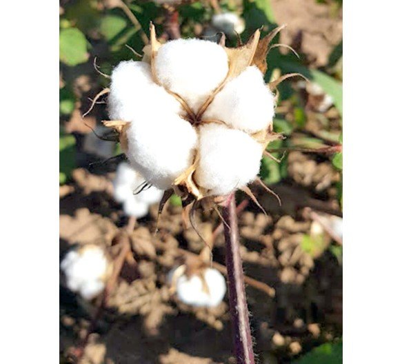 Algodão agroecológico poderá ser alternativa em Mato Grosso
