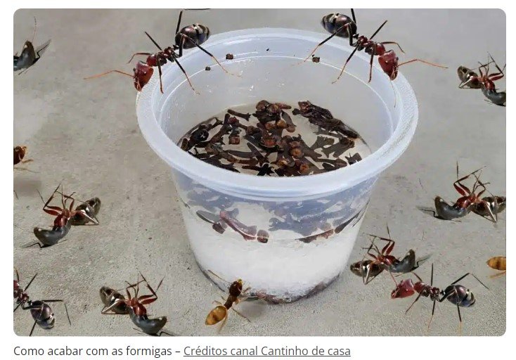 Como acabar com as formigas de toda a sua casa de uma vez por todas