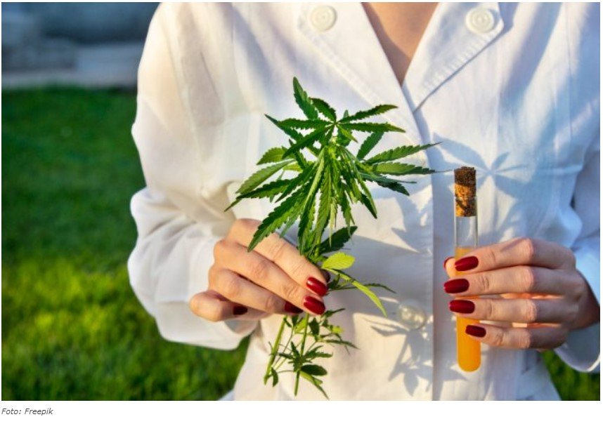 STJ dá salvo-conduto para plantio de Cannabis medical sem risco de apreensão