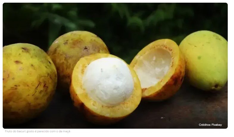 Conheça o bacuri, fruto típico do cerrado, que poderá se tornar o novo ‘açaí’
