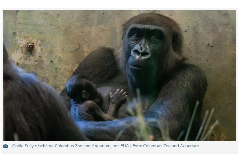 Gorila 'macho' dá à luz em zoológico nos EUA