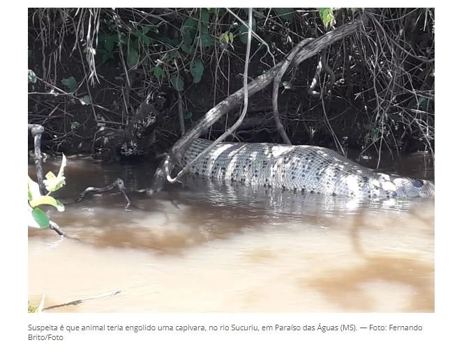 Sucuri de aproximadamente 7 metros é flagrada digerindo presa às margens de rio: