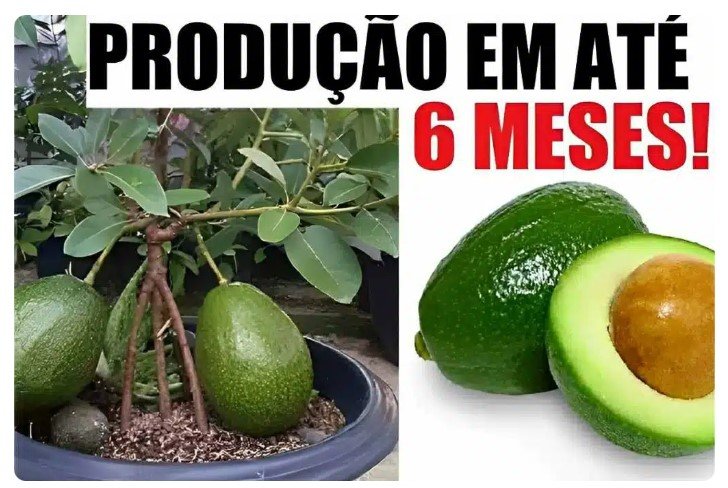 Como plantar abacate em vaso na sua casa e ter abacates maduros no pé em poucas semanas