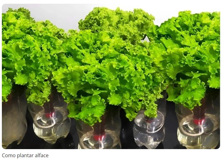 Como plantar alface na garrafa pet para ter alface sempre fresquinho em casa