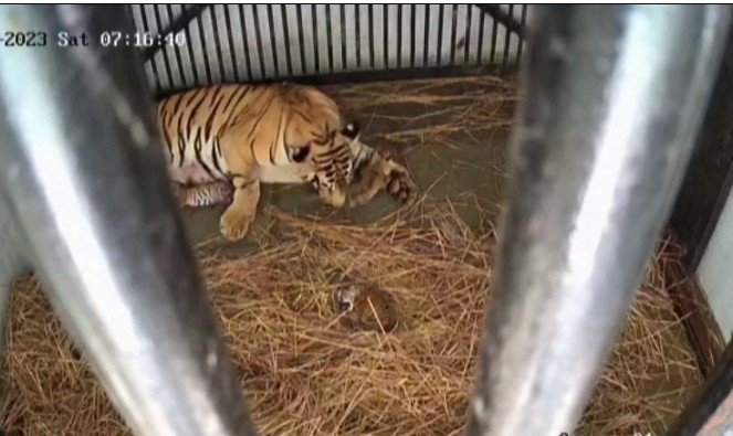 Tigresa dá à luz três filhotes de espécie raríssima em zoológico