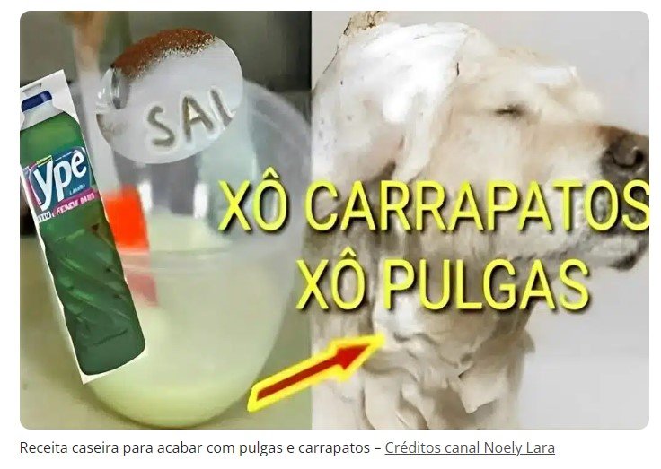 Receita caseira para acabar com pulgas e carrapatos de cães e gatos sem gastar muito