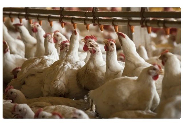 Brasil é o 1º país autorizado a exportar carne de frango para Israel