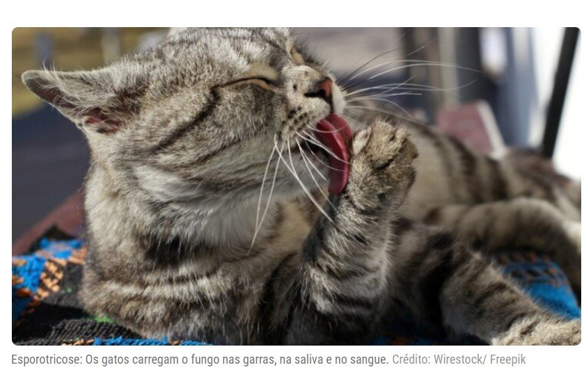 Surto de esporotricose: o que é e como prevenir a doença transmitida por Gatos.