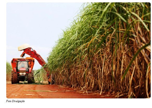 'Supercana' é desenvolvida e mostra-se 40% mais produtiva