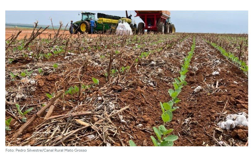 Mato Grosso registra replantio de soja por falta de chuva e temperaturas acima de 44 °C