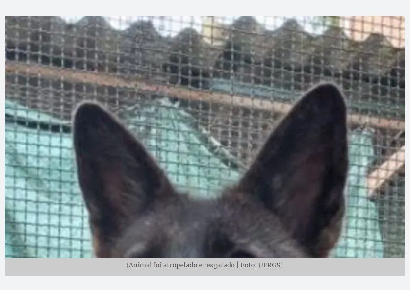 Conheça a ‘grachorra’, animal híbrido identificado por pesquisadores no Brasil