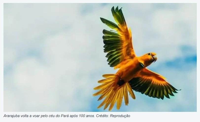 Ave considerada extinta é vista no Brasil após quase 100 anos