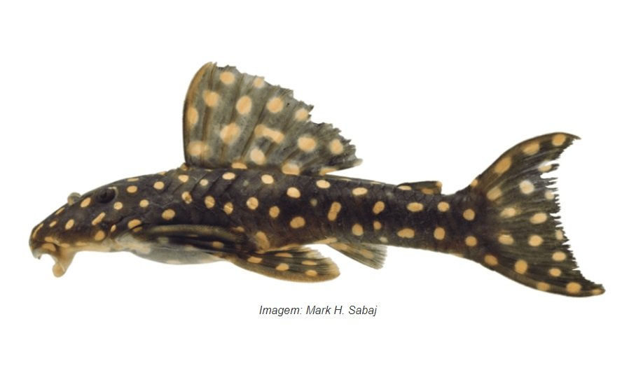 Pesquisadores descobrem nova espécie de peixe no Pará; veja