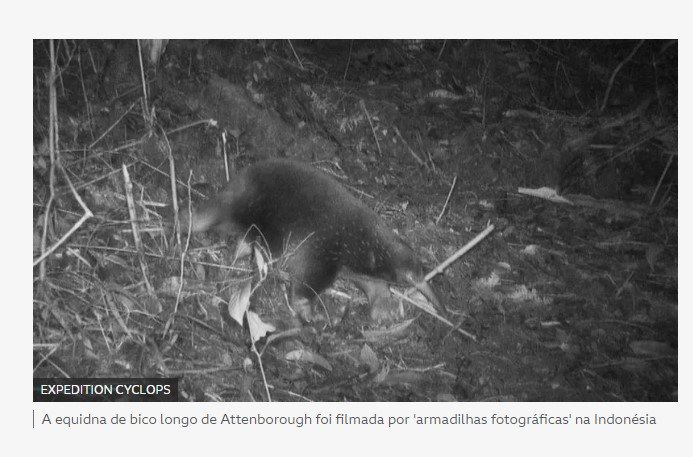 As imagens inéditas que mostram que ‘equidna perdida’ não está extinta como se pensava