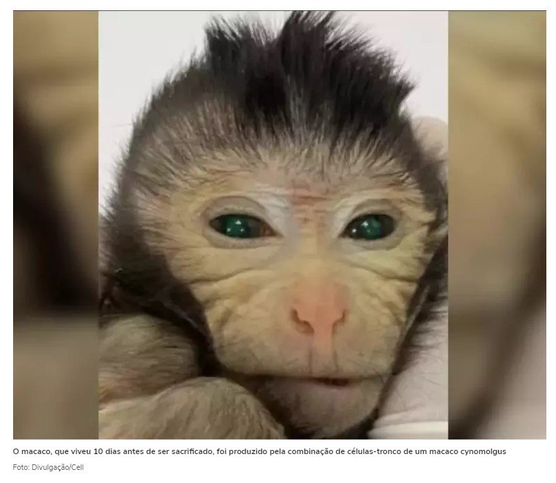 Cientistas criam macaco com olhos verdes e dedos brilhantes a partir de dois DNAs