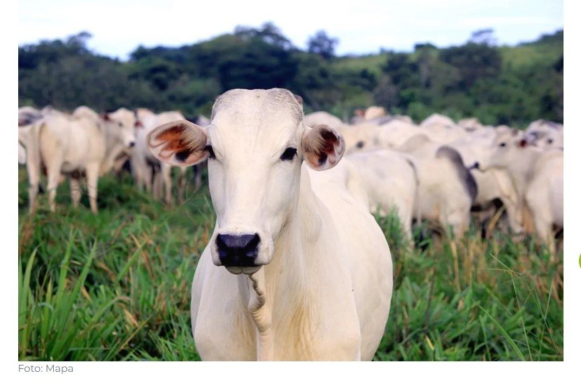 Mais uma conquista: Singapura abre novo mercado para produtos do agro brasileiro