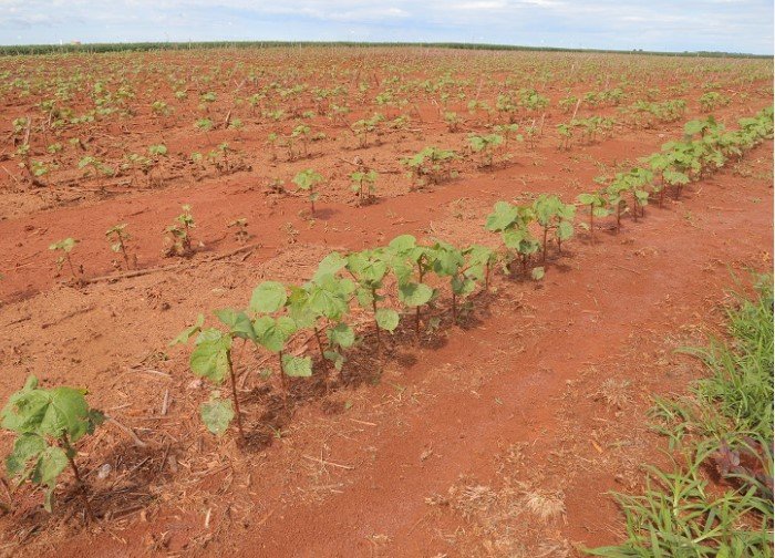 Agricultores de MT são levados a trocar soja por algodão em algumas áreas