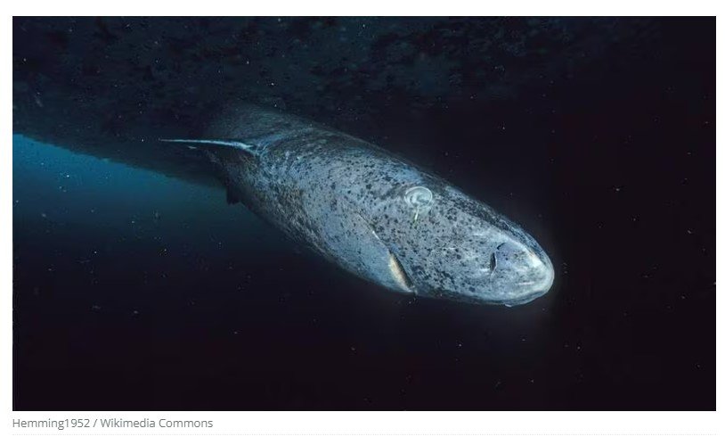 O animal mais antigo do mundo reapareceu: ele tem 518 anos