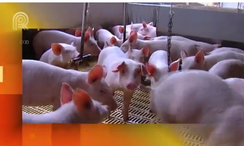 Brasil mantém liderança mundial em custo de produção de suínos