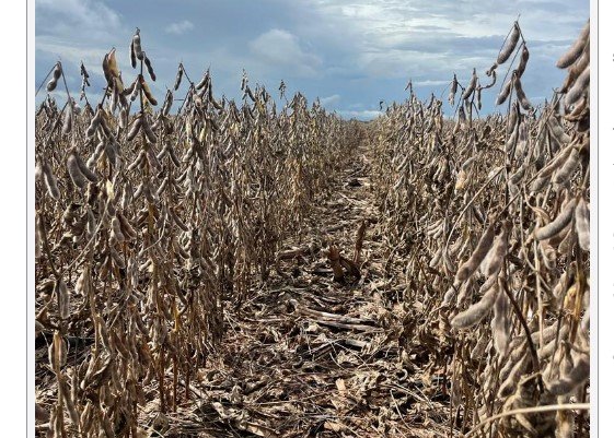 Tapurah/MT já estima perdas de 20 a 25% na soja, mesmo com chuva voltando neste fim de semana