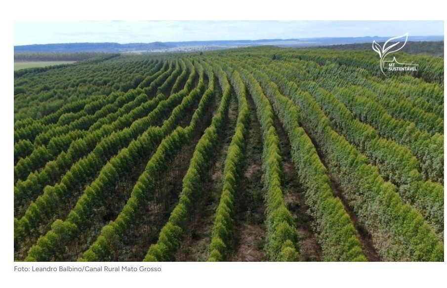 Embrapa irá avaliar clones de eucalipto para biomassa em MT