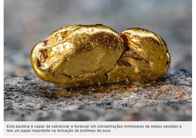 Descoberta bactérias que podem converter composto natural em ouro de 24 quilates