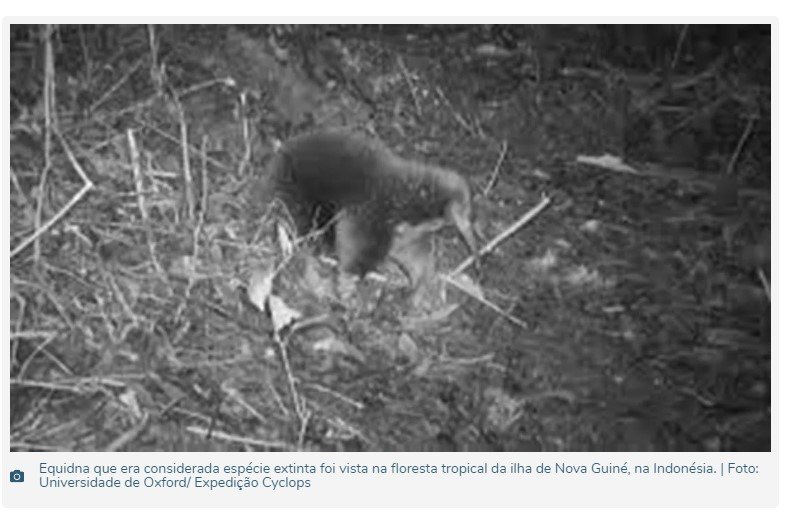 Animal extinto há 60 anos é encontrado na Indonésia