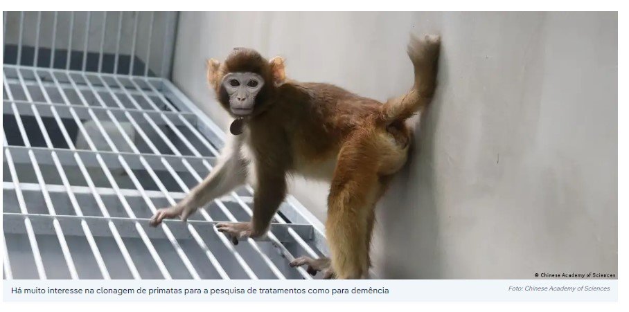 A polêmica clonagem de um macaco rhesus na China